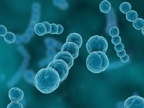 Streptococci .